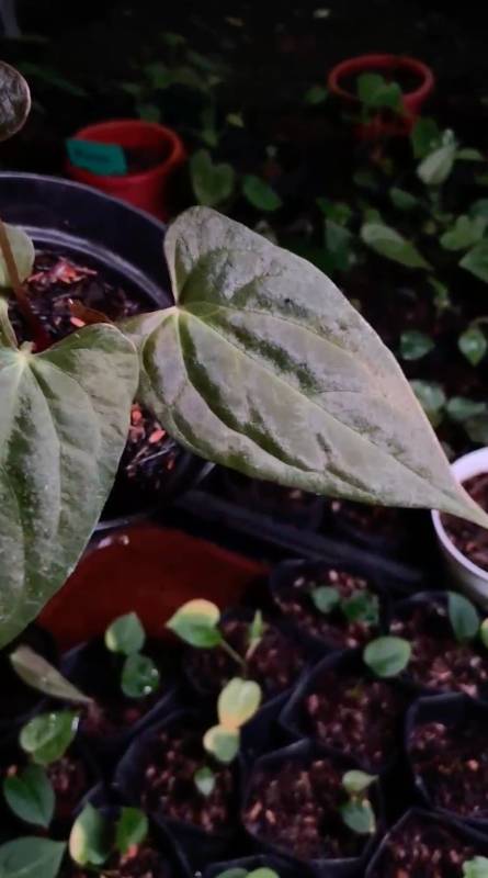 Антуриум AA16 Anthurium Galaxy M
