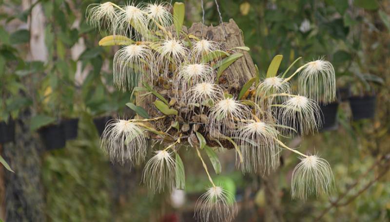 Орхидея FS30 Bulbophyllum medusae