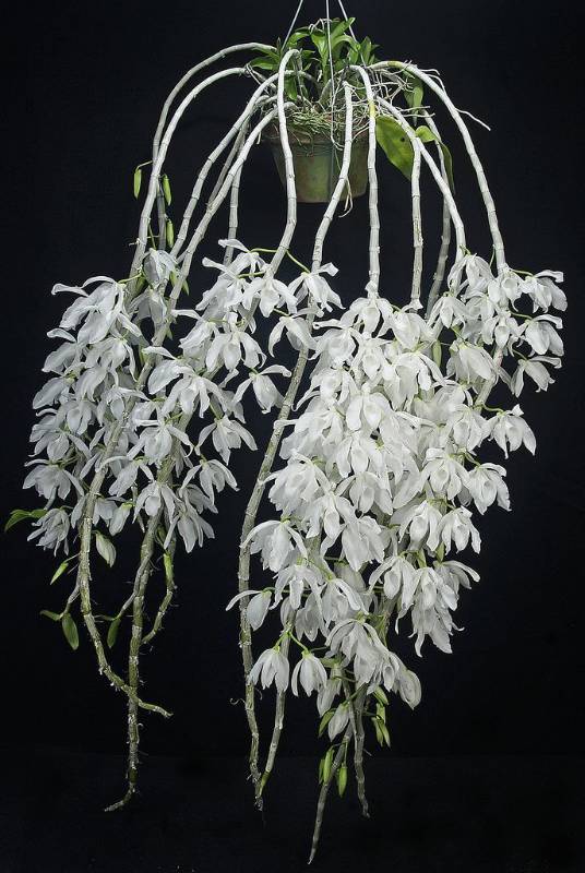 Орхидея FS129 Dendrobium anosmum