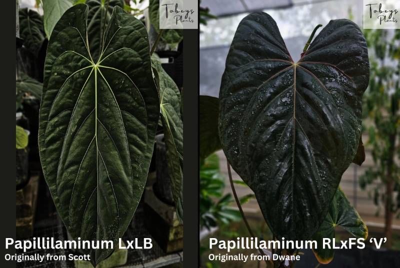 Антуриум 4T41 Anthurium Papillilaminum LLB X Papillilaminum RLFS V