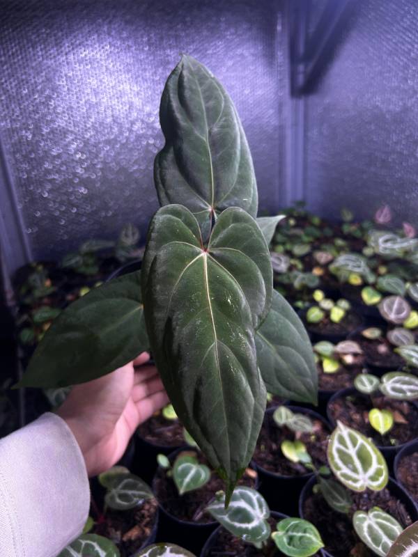 Антуриум §§66 Anthurium Papillilaminum Legend