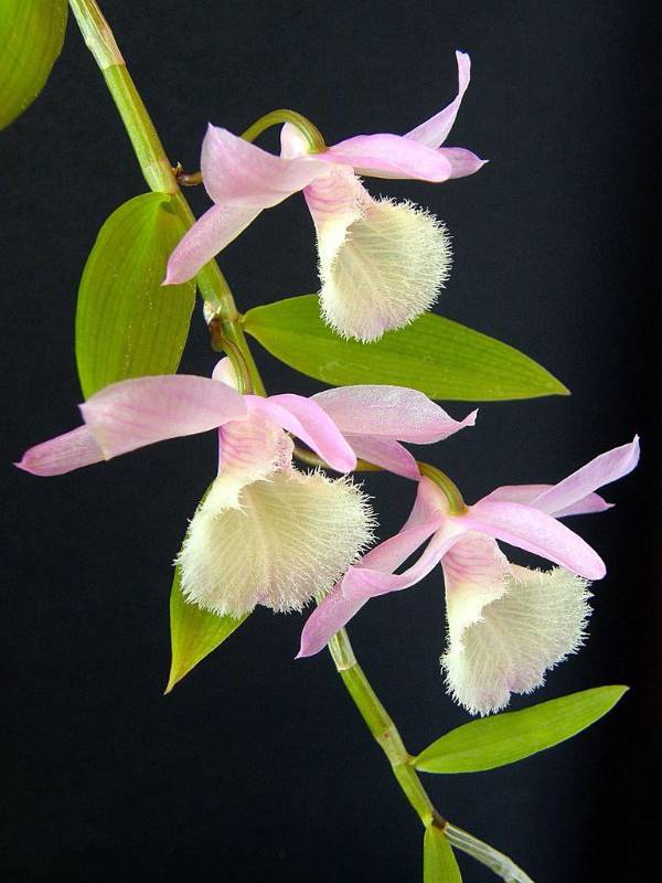 Орхидея FS134 Dendrobium Bohemian Rhapsody