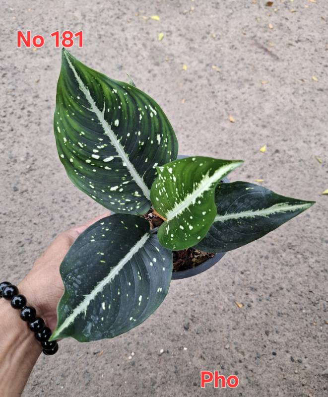 Аглаонема 181 Aglaonema Pho