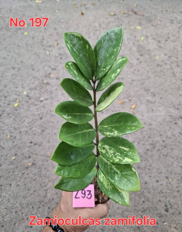 Замиокулькас 197 Zamioculcas zamifolia Z93