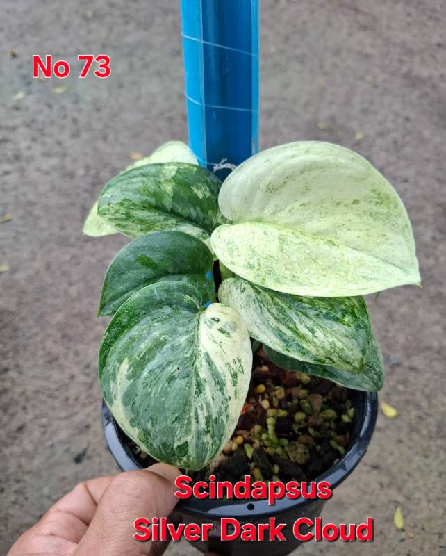Cциндапсус 73 Scindapsus Silver Dark Cloud