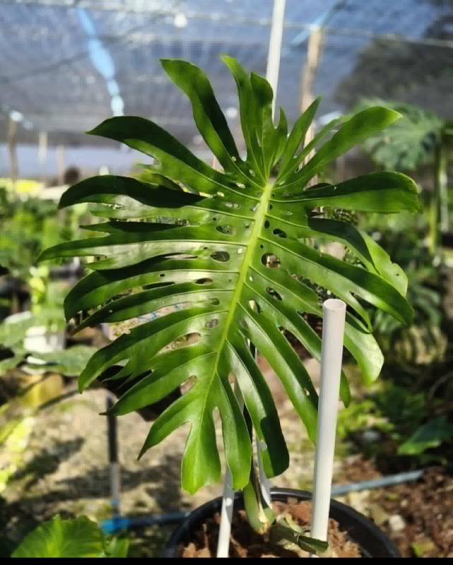 Монстера 4S01 Monstera deliciosa seeds