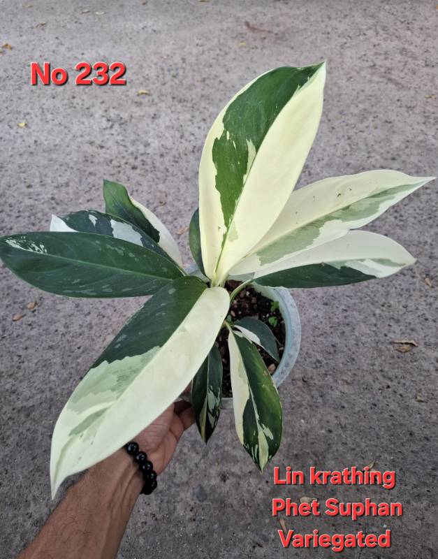 Аглаонема 232 Aglaonema Lin Krathing variegated