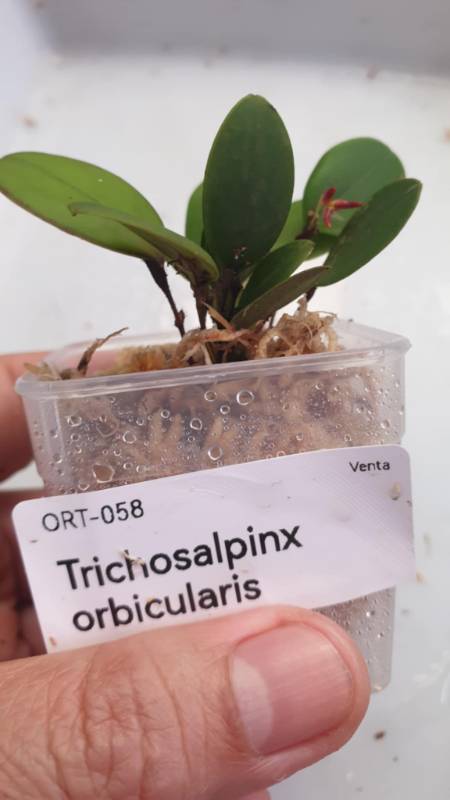 Орхидея K05 Trichosalpinx orbicularis