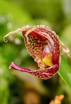 Орхидея K11 Scaphosepalum rapax