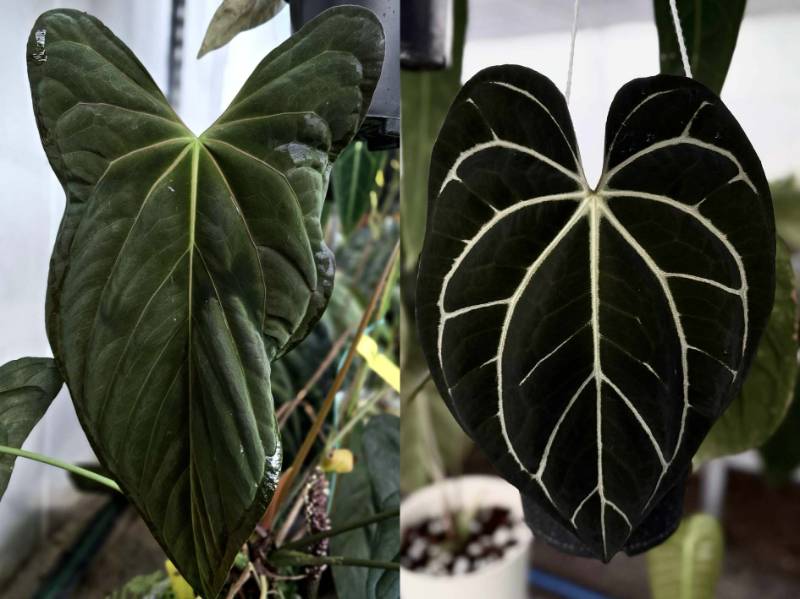 Антуриум 4G16 Anthurium Fort Sherman X Carlablackiae GO Round 1