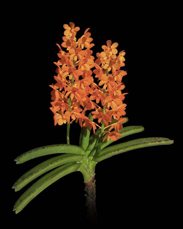 Орхидея FS05 Ascocentrum garayi
