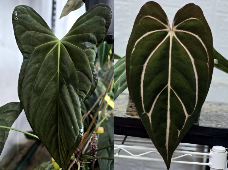 Антуриум G51 Anthurium Fort Sherman X Carlablackiae (TS2 X TS1)