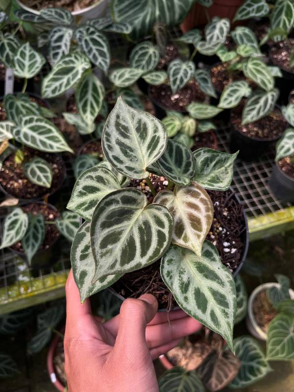 Антуриум §§84 Anthurium Silver chrome x Michelle