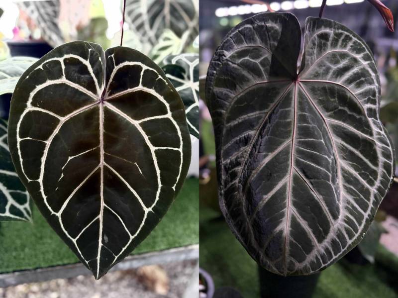Антуриум 4G28 Anthurium Red Crystallinum DocBlock X (Crystallinum Select Large 53 X Angela35)