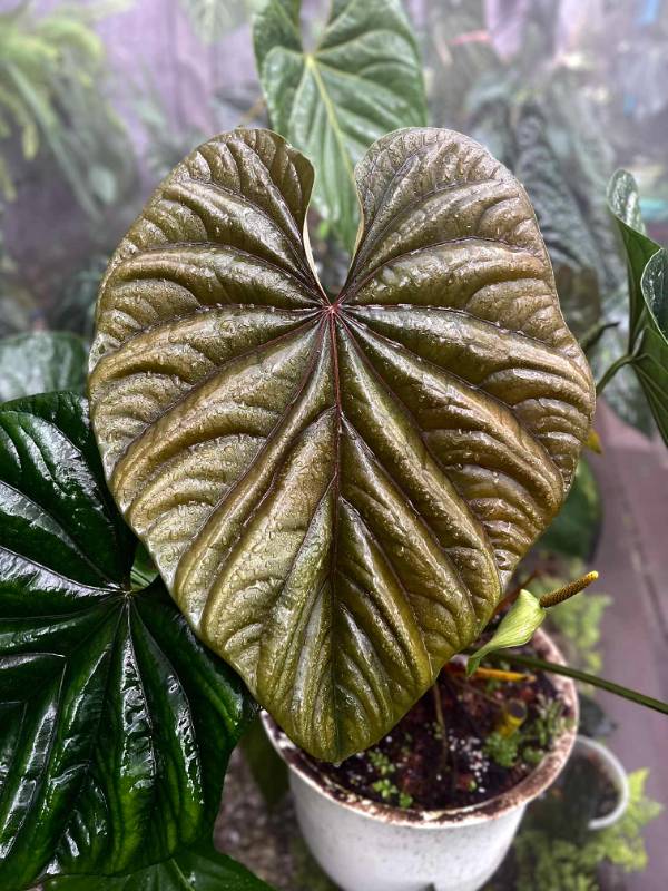 Антуриум 4G41 Anthurium Luxurians CF X Self