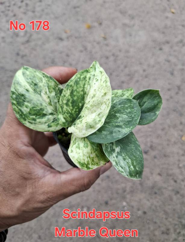 Сциндапсус 178 Scindapsus Marble Queen