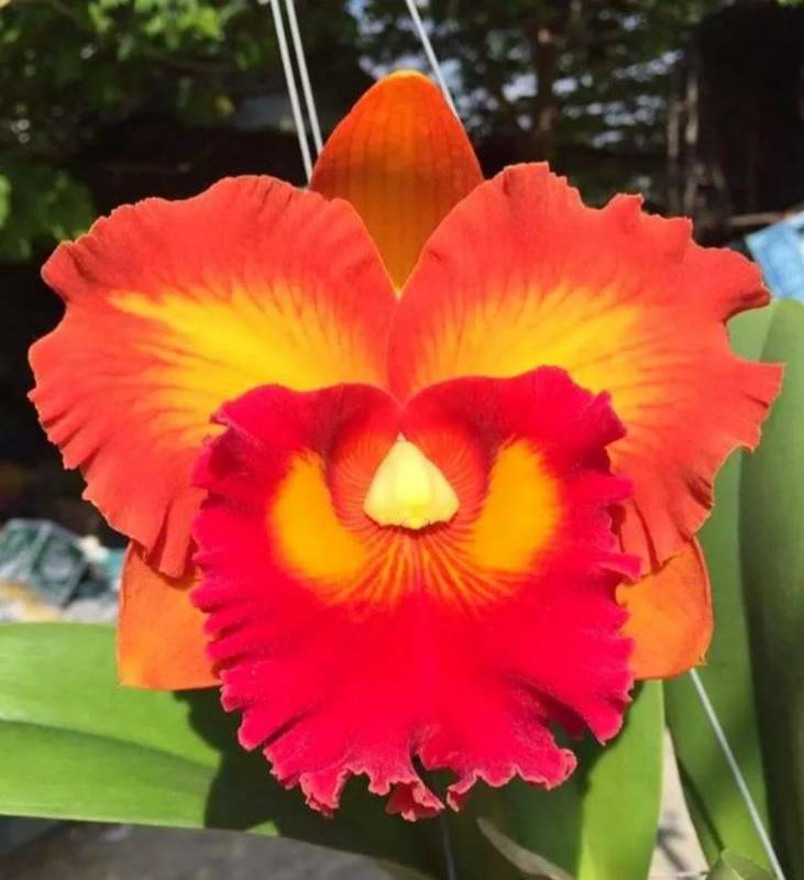 Орхидея FS75 Cattleya Nakornchaisri Delight