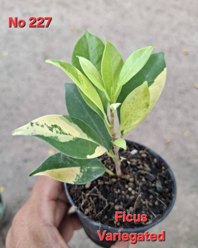 Фикус 227 Ficus cv. vaiegated