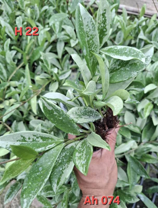Хойя H22 Hoya ah 074