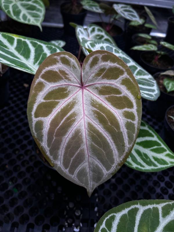 Антуриум §§40 Anthurium (Dorayaki x RC) x Angel Dream