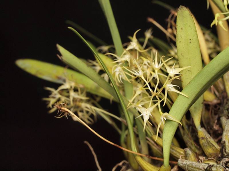Орхидея FS25 Bulbophyllum laxiflorum