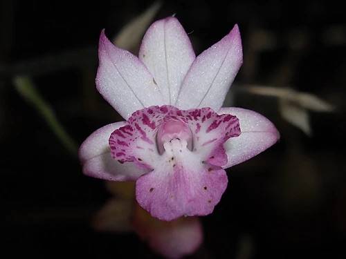 Орхидея FS37 Calanthe cardioglossa