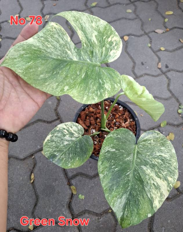 Монстера 78 Monstera Green Snow