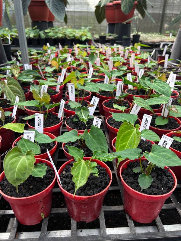 Антуриум §§18 Anthurium Boogie selected