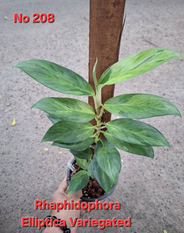 Рафидофора 208 Rhaphidophora elliptica variegated