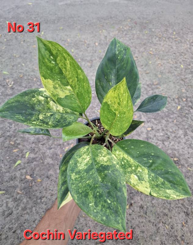 Аглаонема 31 Aglaonema Cochin variegated