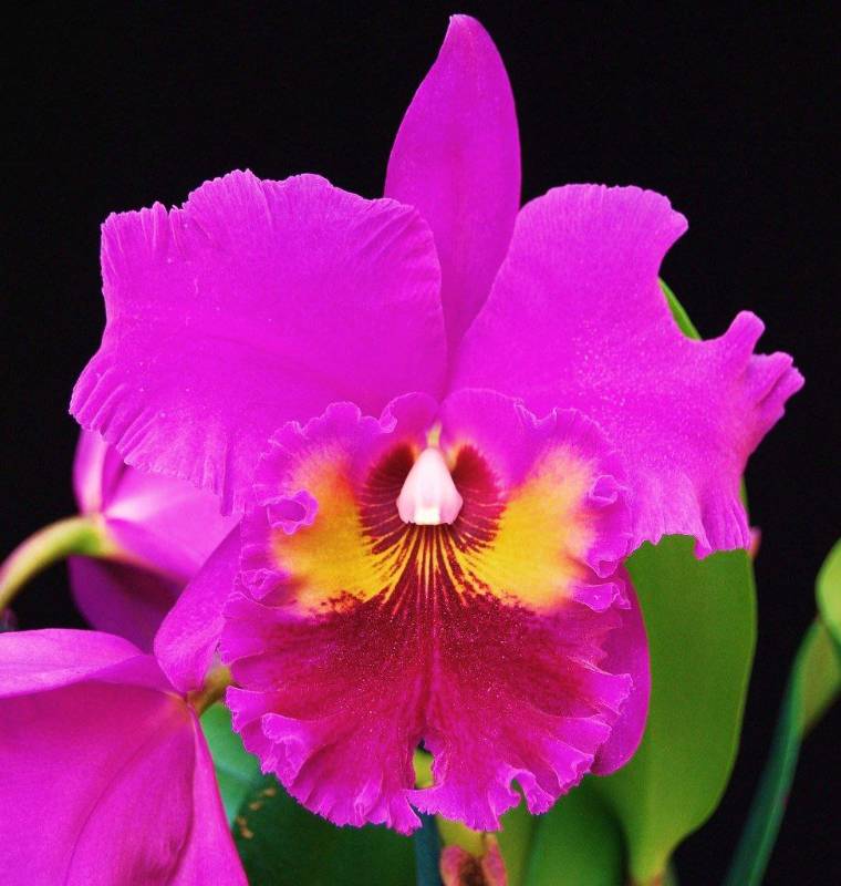 Орхидея FS68 Cattleya King Of Taiwan