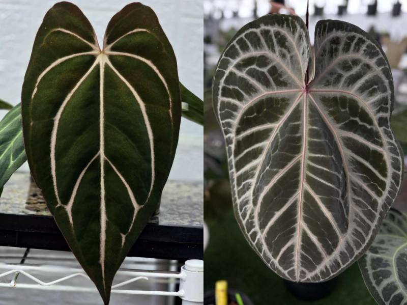 Антуриум G55 Anthurium Carlablackiae (TS1 X TS2) X (Crystallinum Select Large 53 X Angela 35)