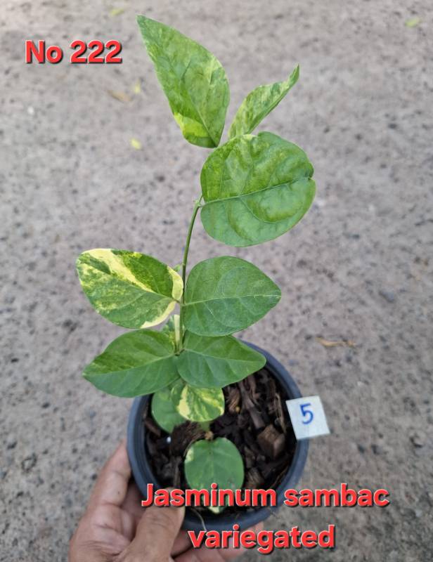 Жасмин 222 Jasminum sambac variegated