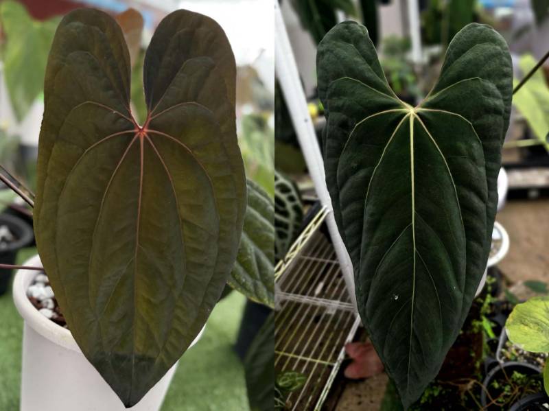 Антуриум G46 Anthurium RVDP X Ralph Lynam (Jv self)