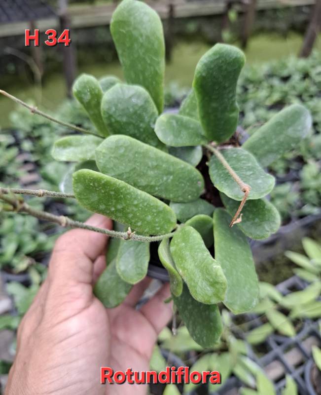 Хойя H34 Hoya rotundiflora