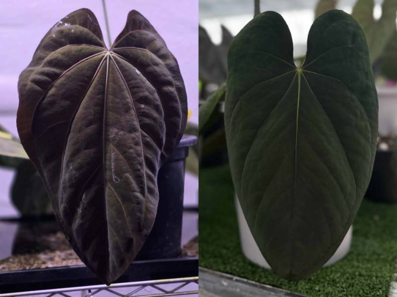 Антуриум G44 Anthurium (Carlablackiae X Antolakii Scott) X Eastern Dressleri
