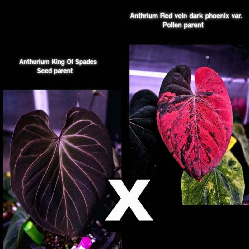 Антуриум G59 Anthurium King of Spades X RVDP variegated