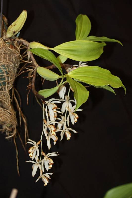 Орхидея FS54 Coelogyne swaniana