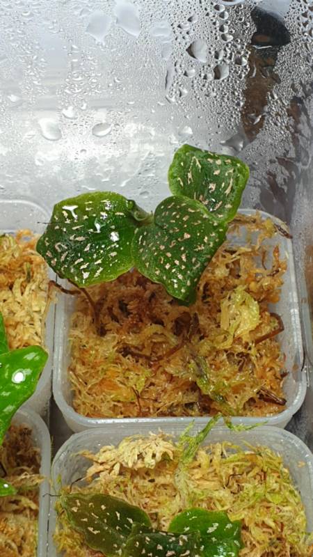 Орхидея K17 Microchilus tridax