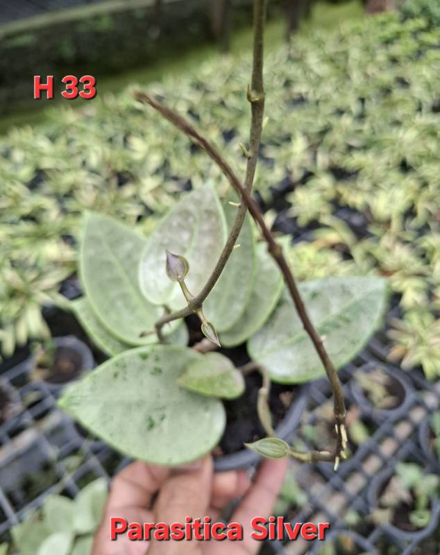 Хойя H33 Hoya parasitica silver