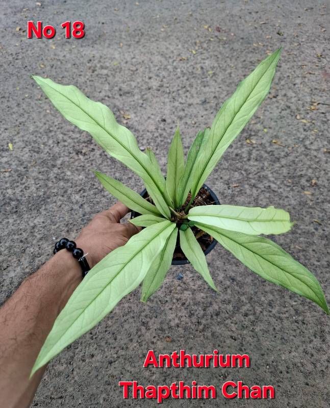 Антуриум 18 Anthurium Thapthim Chan