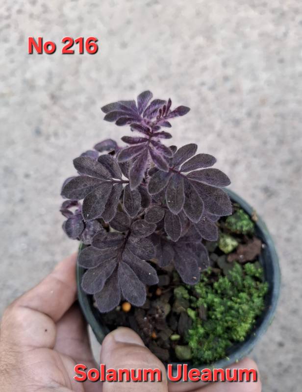 Флорариумное 216 Solanum uleanum purple