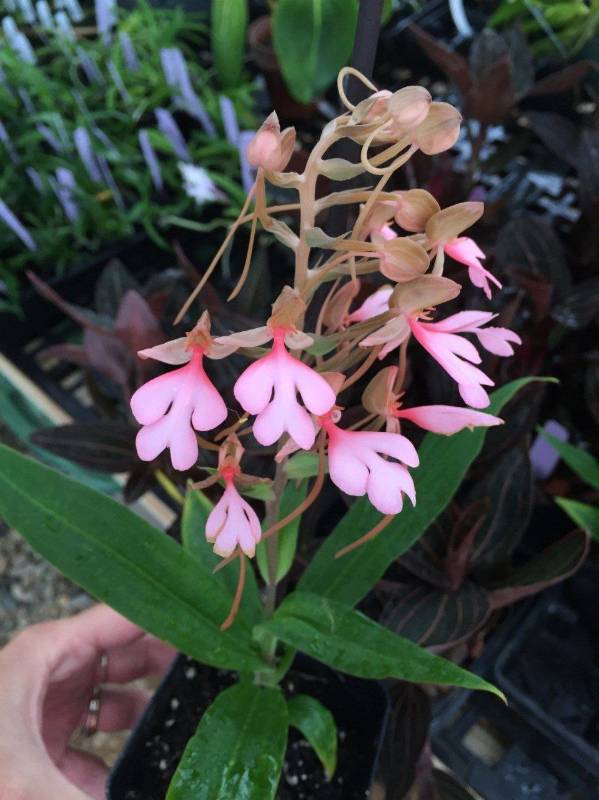 Орхидея FS100 Habenaria rhodocheila var. pink