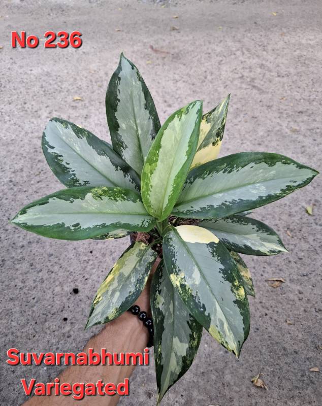 Аглаонема 236 Aglaonema Suvarnabhumi