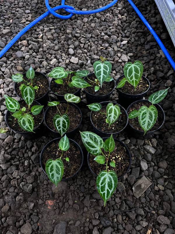 Антуриум §§48 Anthurium Rejin