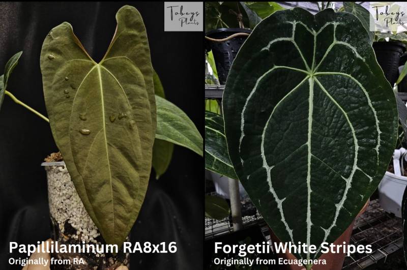 Антуриум TP30 Anthurium (Papillilaminum RA8 x RA16) X Forgetii