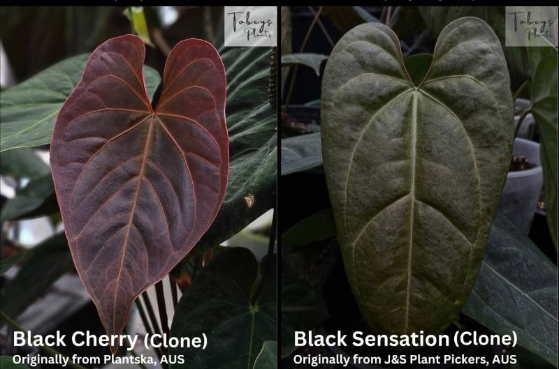 Антуриум TP09 Anthurium Black Cherry X Black Sensation