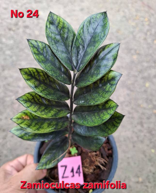 Замиокулькас 24 Zamioculcas zamifolia Z14