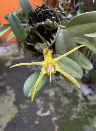 Орхидея FS11 Bulbophyllum cheiri var. flava