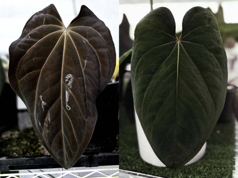 Антуриум G01 Anthurium (Carlablackiae X Antolakii) X Eastern dressleri